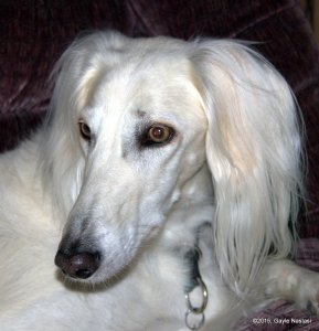 1-Ryder12-18-15(c) (2)