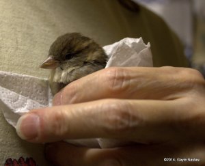 1-FrenchFry5-22-14 (2)