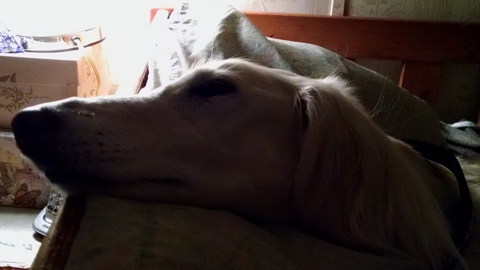 Sleepy Ryder, thinking of all the friends who love him.