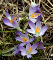 1-crocuses (1)