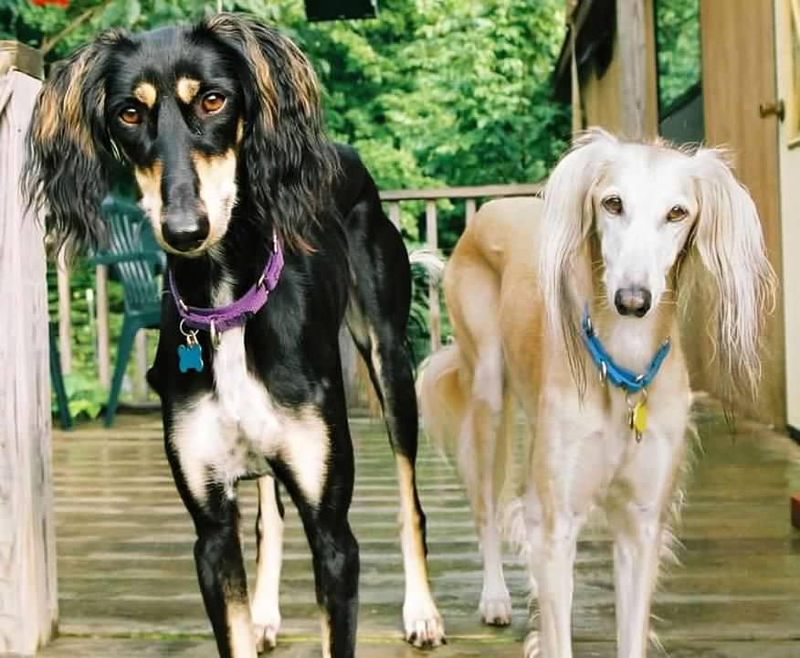 Why “Gazehound”? – Gazehound's