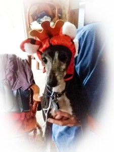 Kira the Tiger Princess