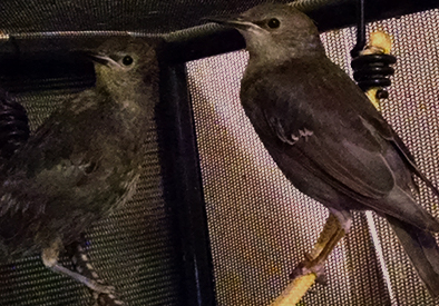 TidBit-Jingle8-9-16 (2) cr