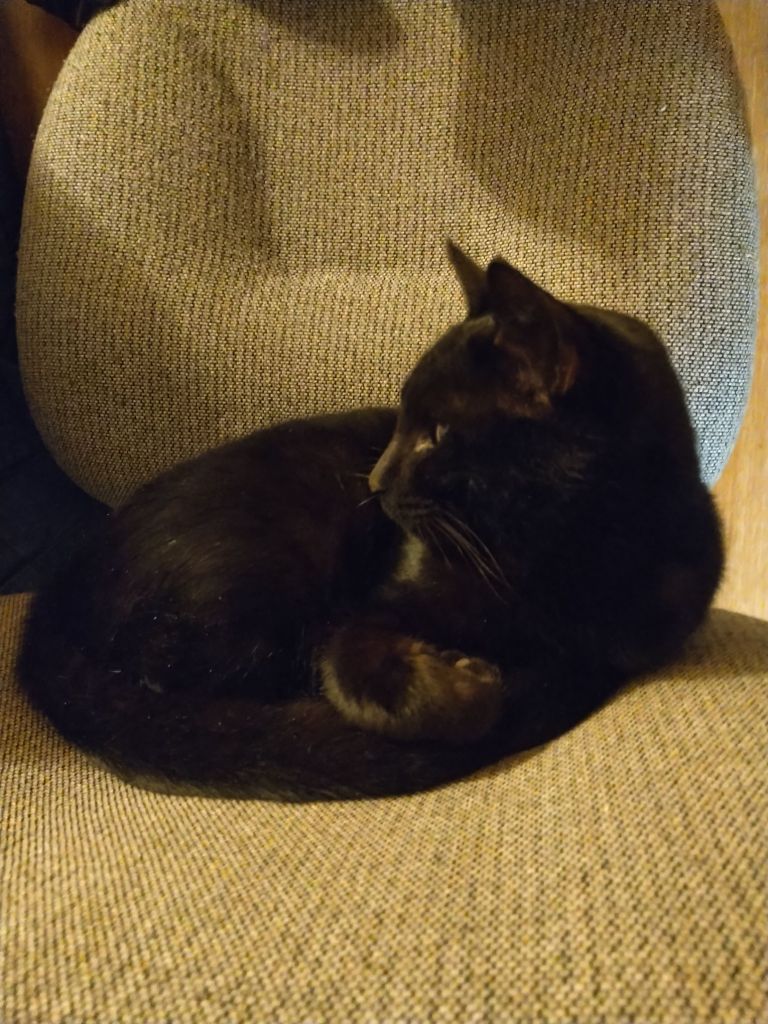 Magic the new kitten