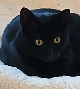 A black cat named Magic with large golden eyes.