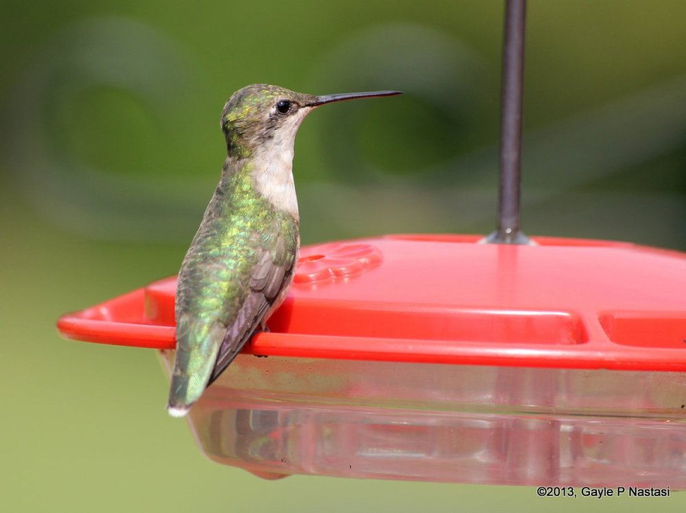 Female Ruby-throated Hummingbird