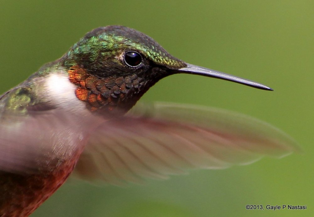Male Ruby-throated Hummingbird