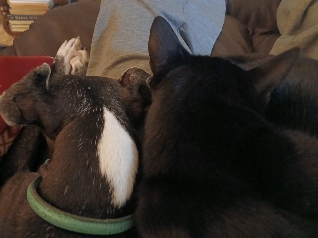 Italian Greyhound and black cat snuggling in their person's lap.